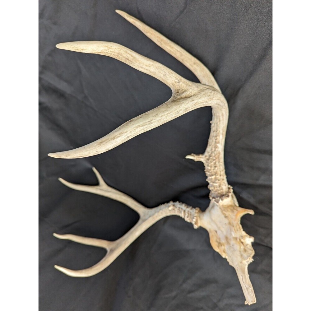 Wild 8 Point Whitetail Deer Antler Rack Horn Skull Plate Man Cave Tall - Picture 3 of 11